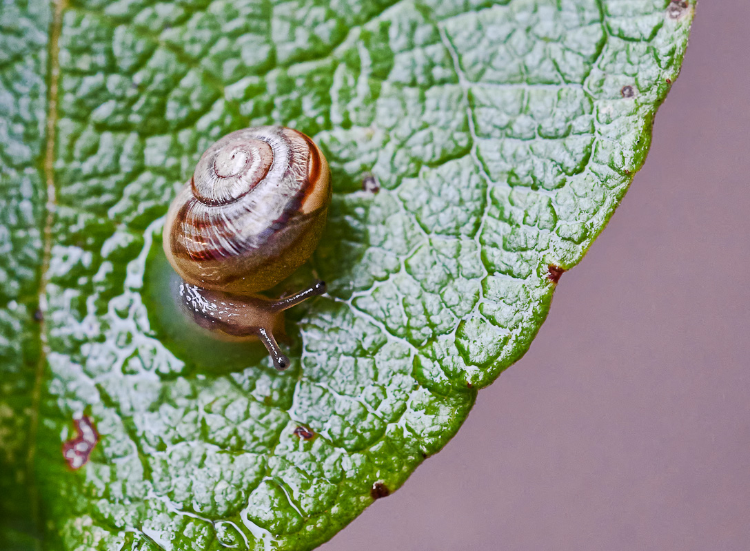 Schnecke 4.jpg