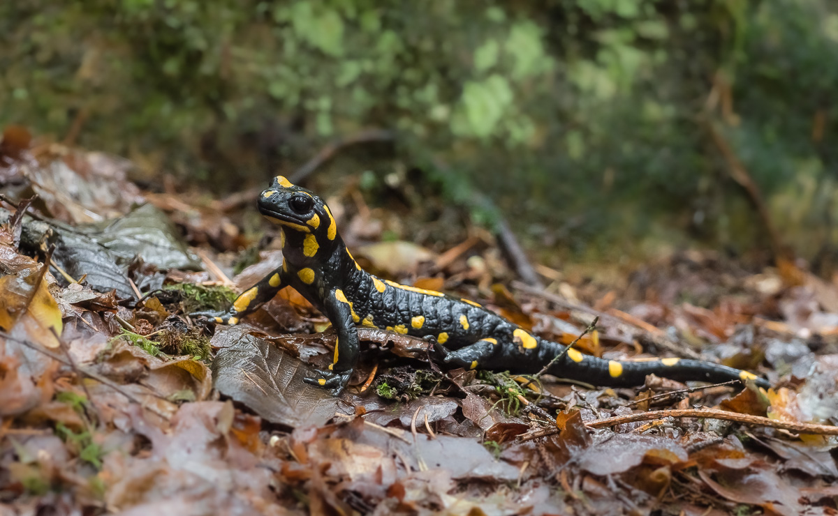 Feuersalamander-1.jpg