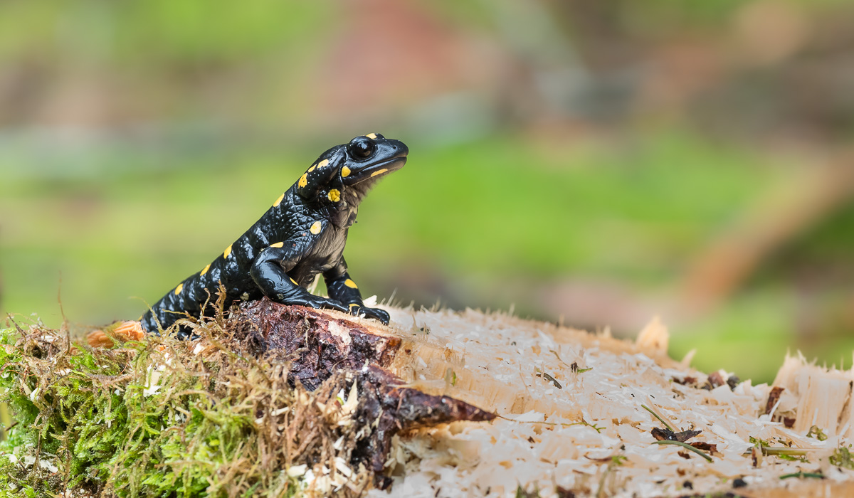 Feuersalamander-2.jpg
