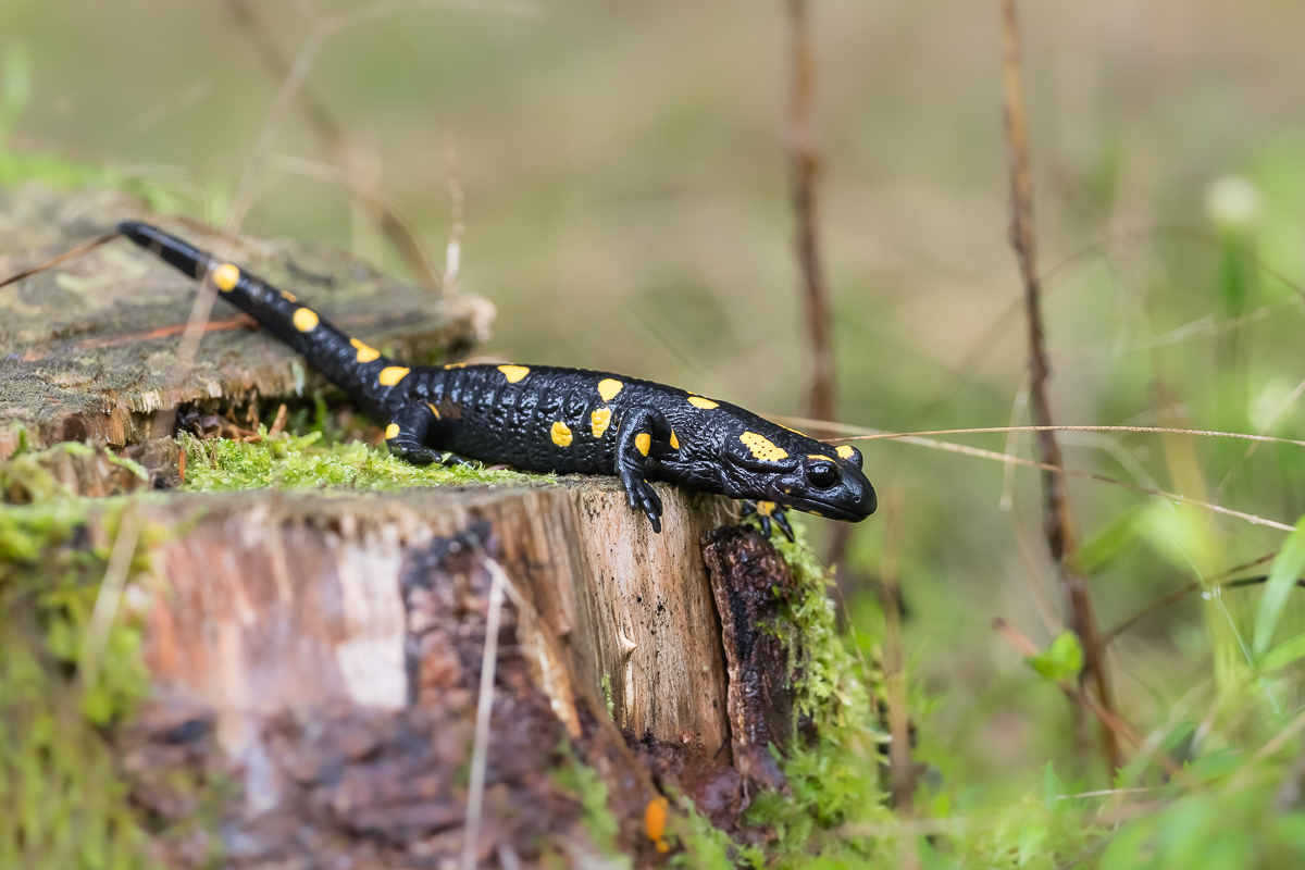 Feuersalamander-3.jpg