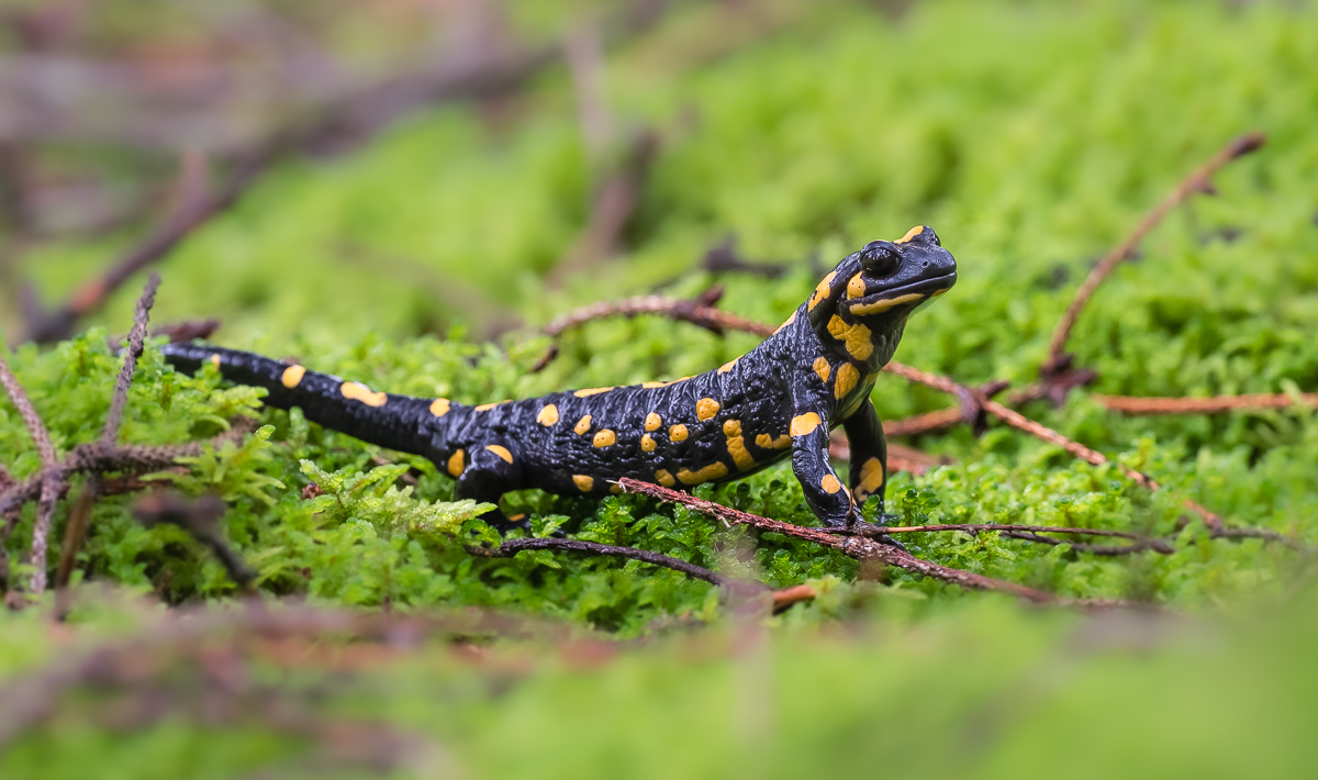 Feuersalamander-4.jpg