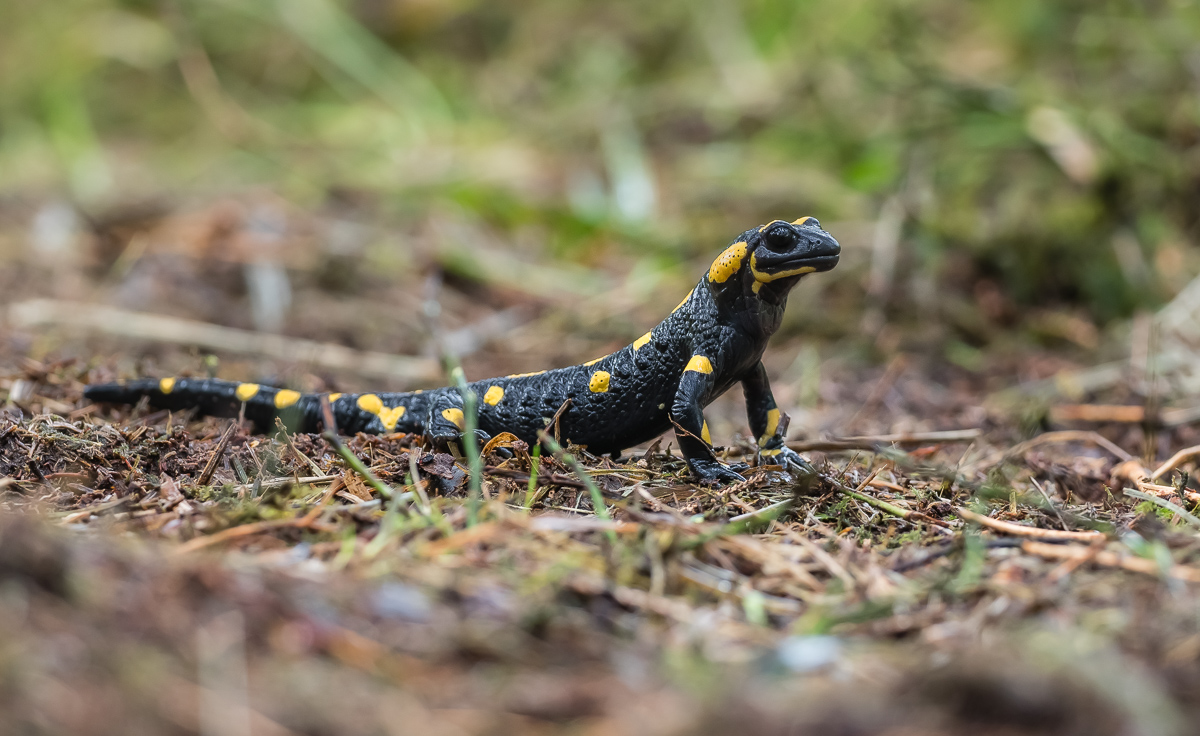 Feuersalamander-5.jpg