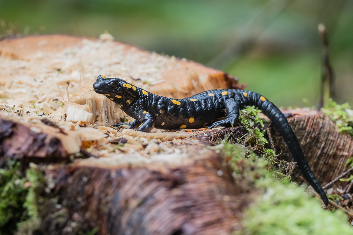 Feuersalamander-6.jpg