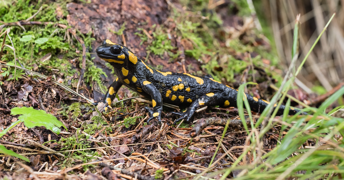 Feuersalamander-7.jpg