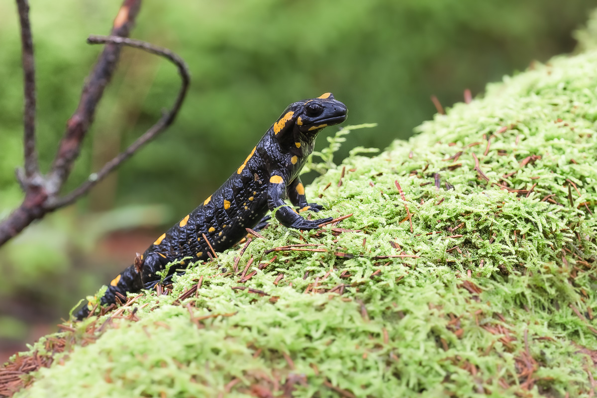Feuersalamander-8.jpg