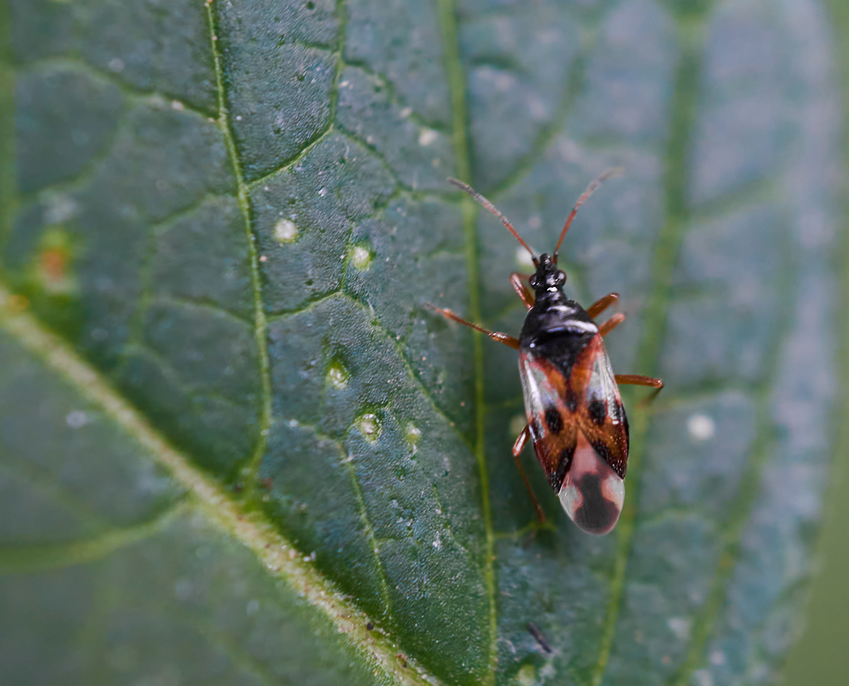 Anthocoris sp..jpg