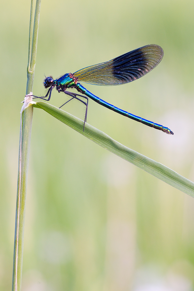 DSC_7687vkcs++++.jpg