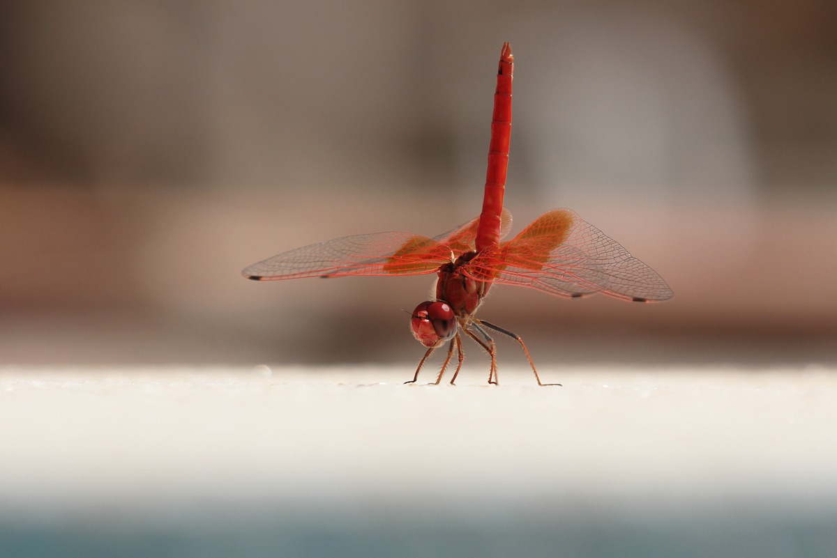 Trithemis kirbyi_m_Pool_IMG_3350_1200.jpg