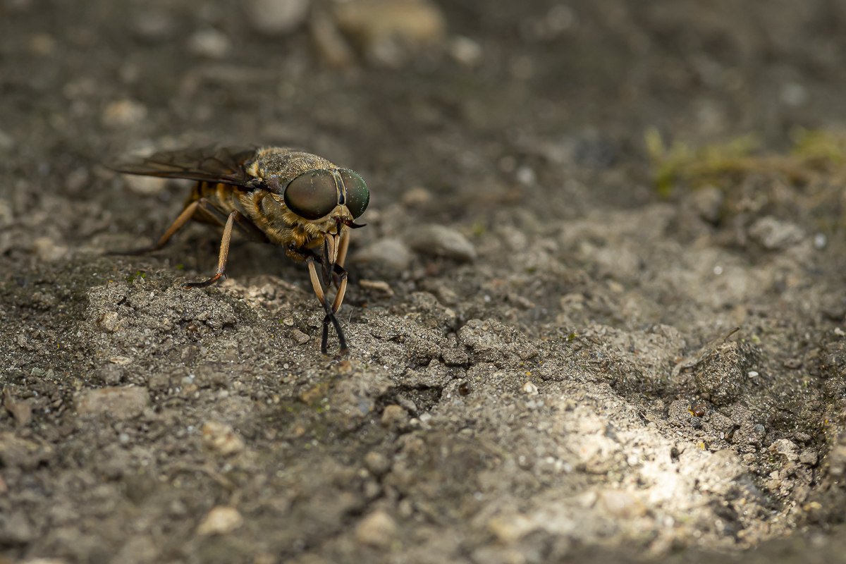 Pferdebremse Tabanus sudeticus 2 2022.jpg