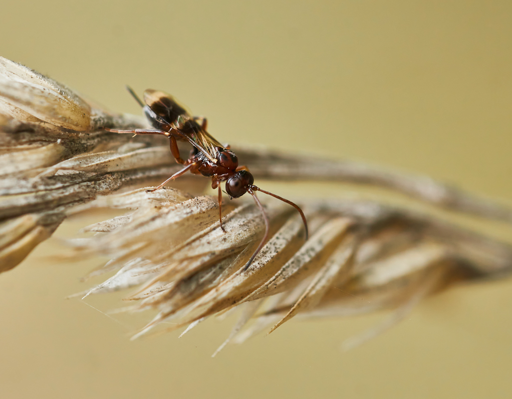 Eurytoma sp. 1.jpg