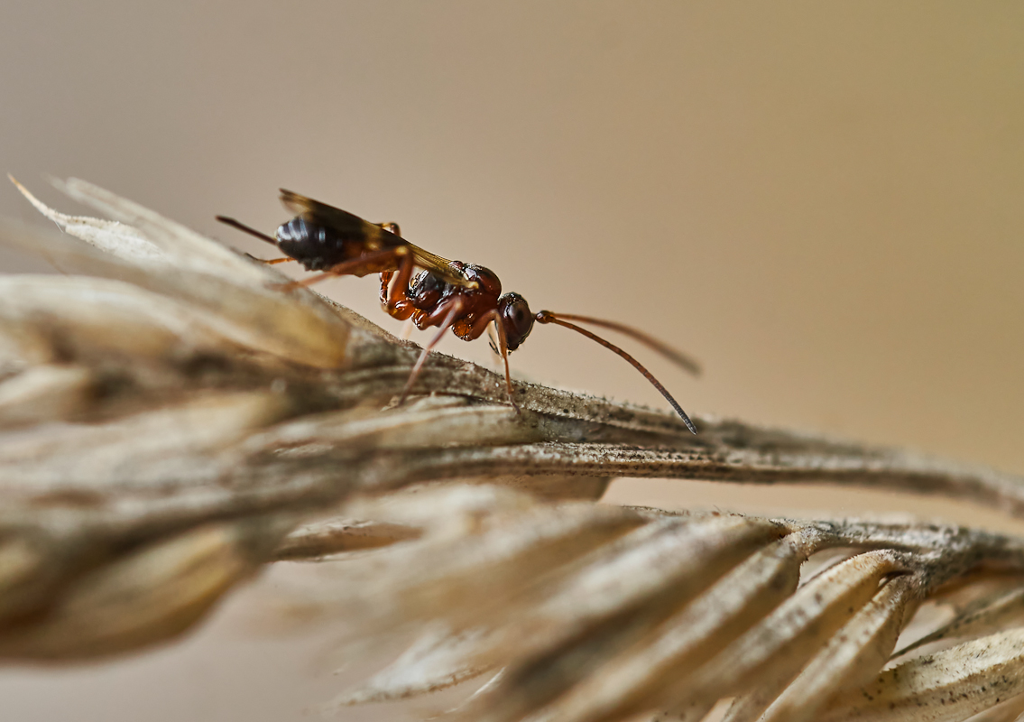 Eurytoma sp. 2.jpg