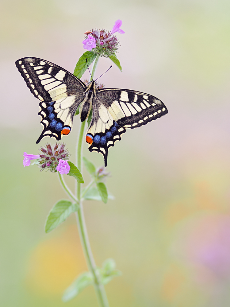 Papilio-machaon-OGG79986---Kopie.jpg