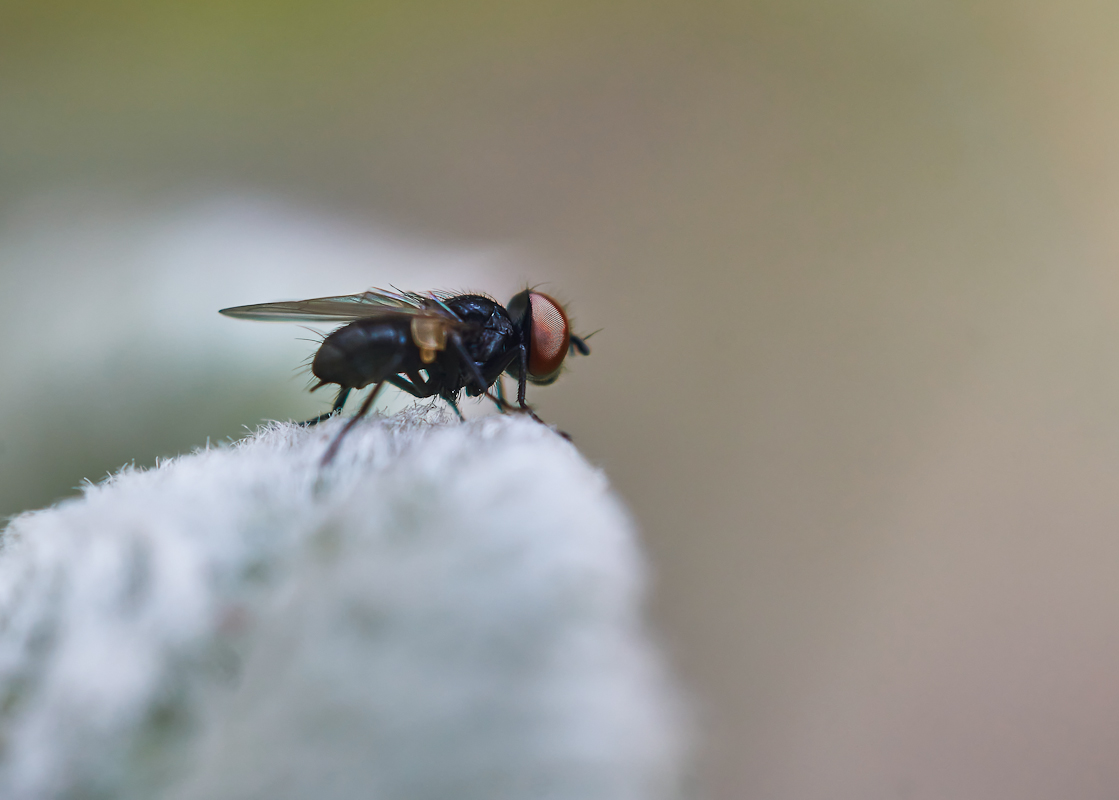 Phasia sp..jpg