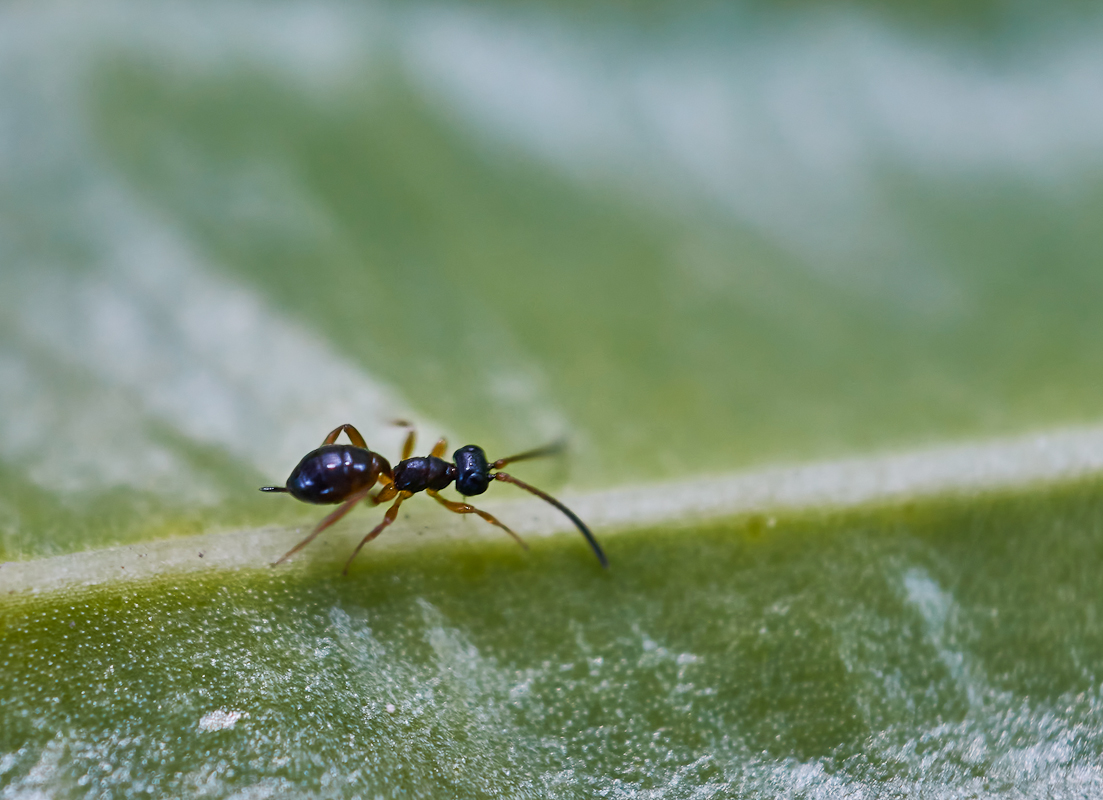 Gelis sp. 1.jpg