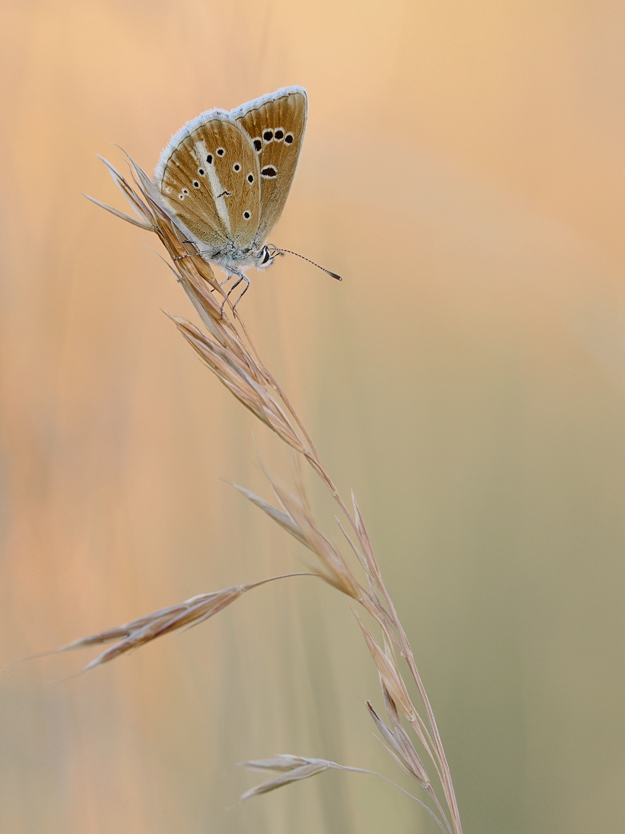 Polyommatus-damon1-zom010405_5---Kopie.jpg