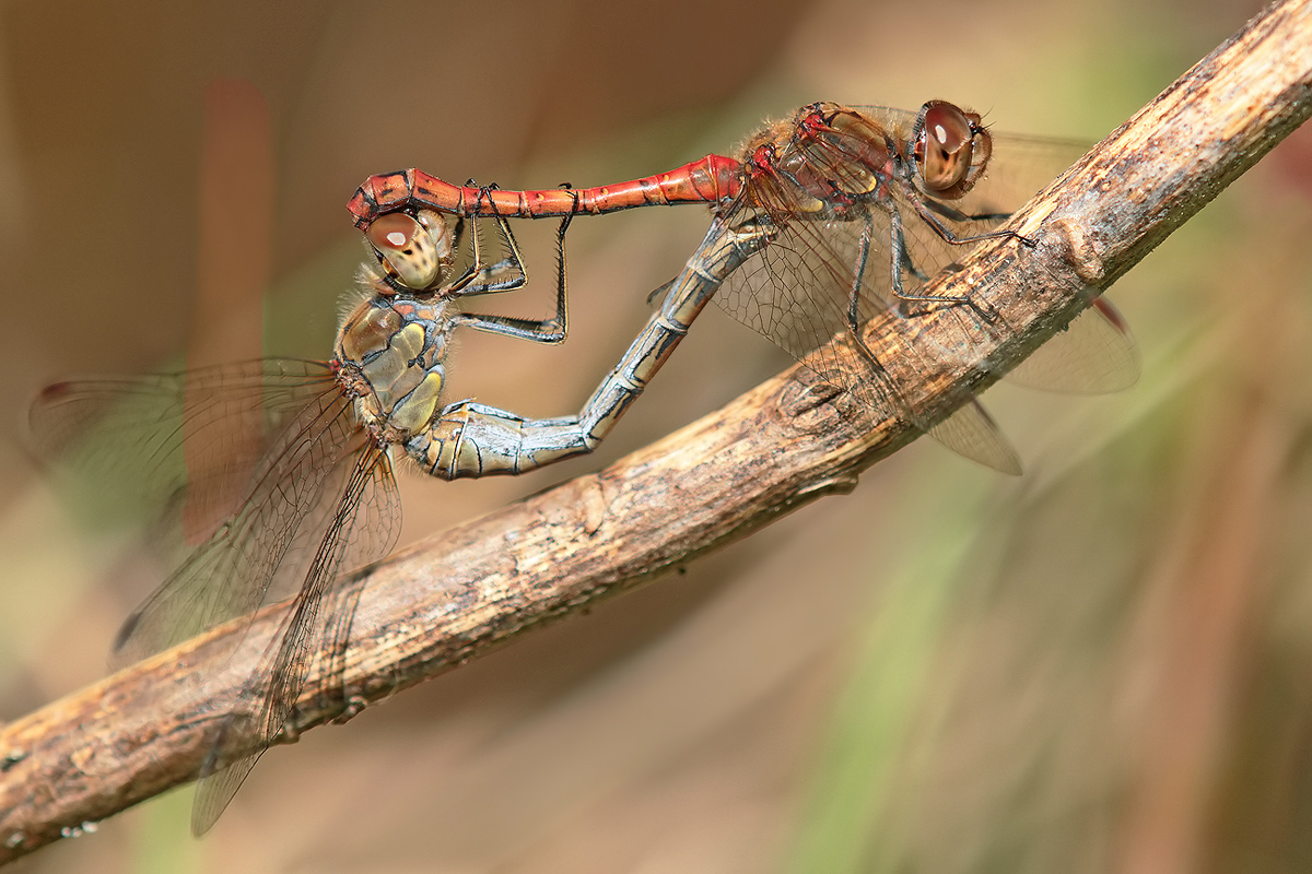 Sympetrum striolatum_paar_IMG_0074_1200a.jpg