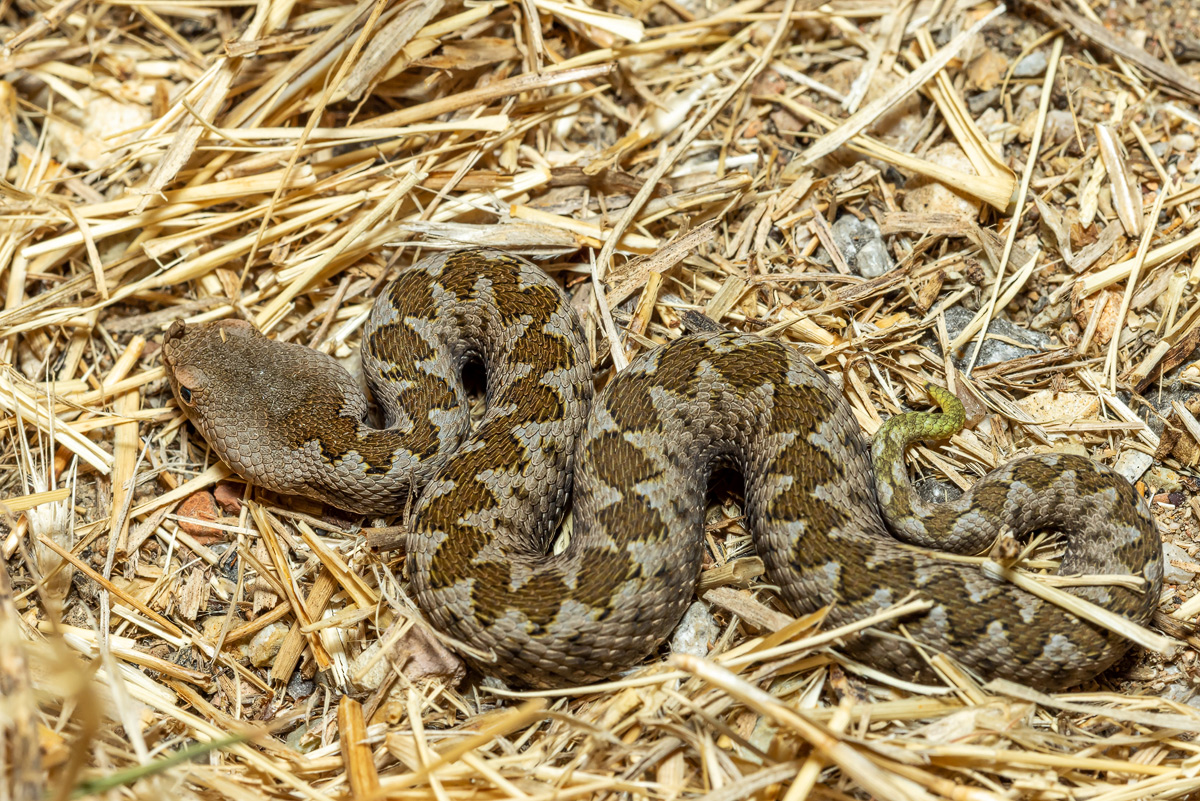 Hornviper (Vipera ammodytes meridionalis)_02RK5061.jpg