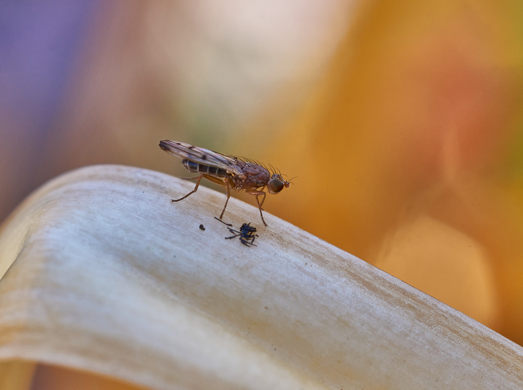 Opomyza sp. 2.jpg
