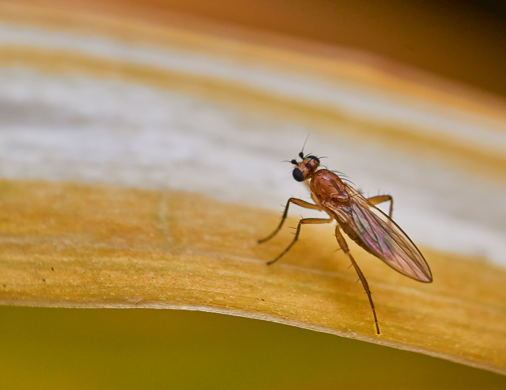 Lonchoptera lutea.jpg