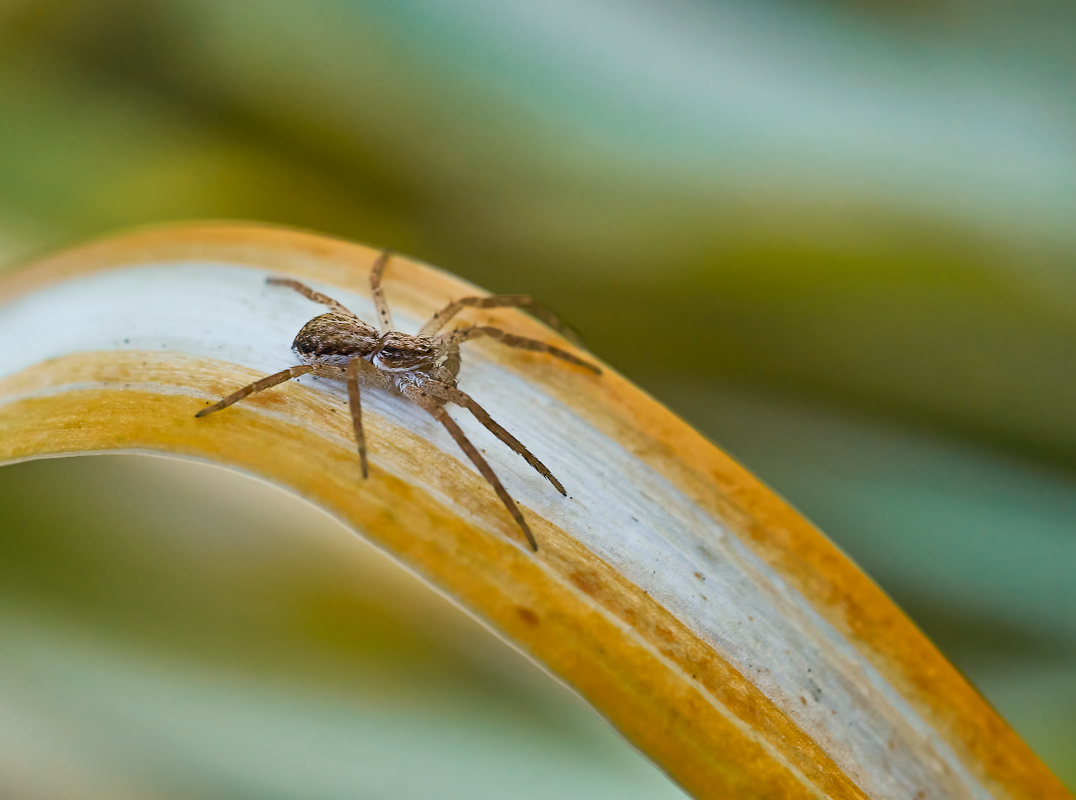 unbekannte Spinne.jpg