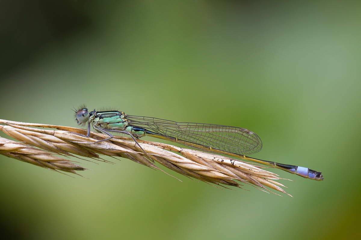 MFV_20160730-Ischnura elegans_juveniles Männchen-IMG_3356.jpg