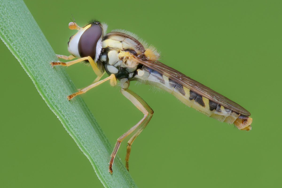 fliege-stack-127620-930.jpg