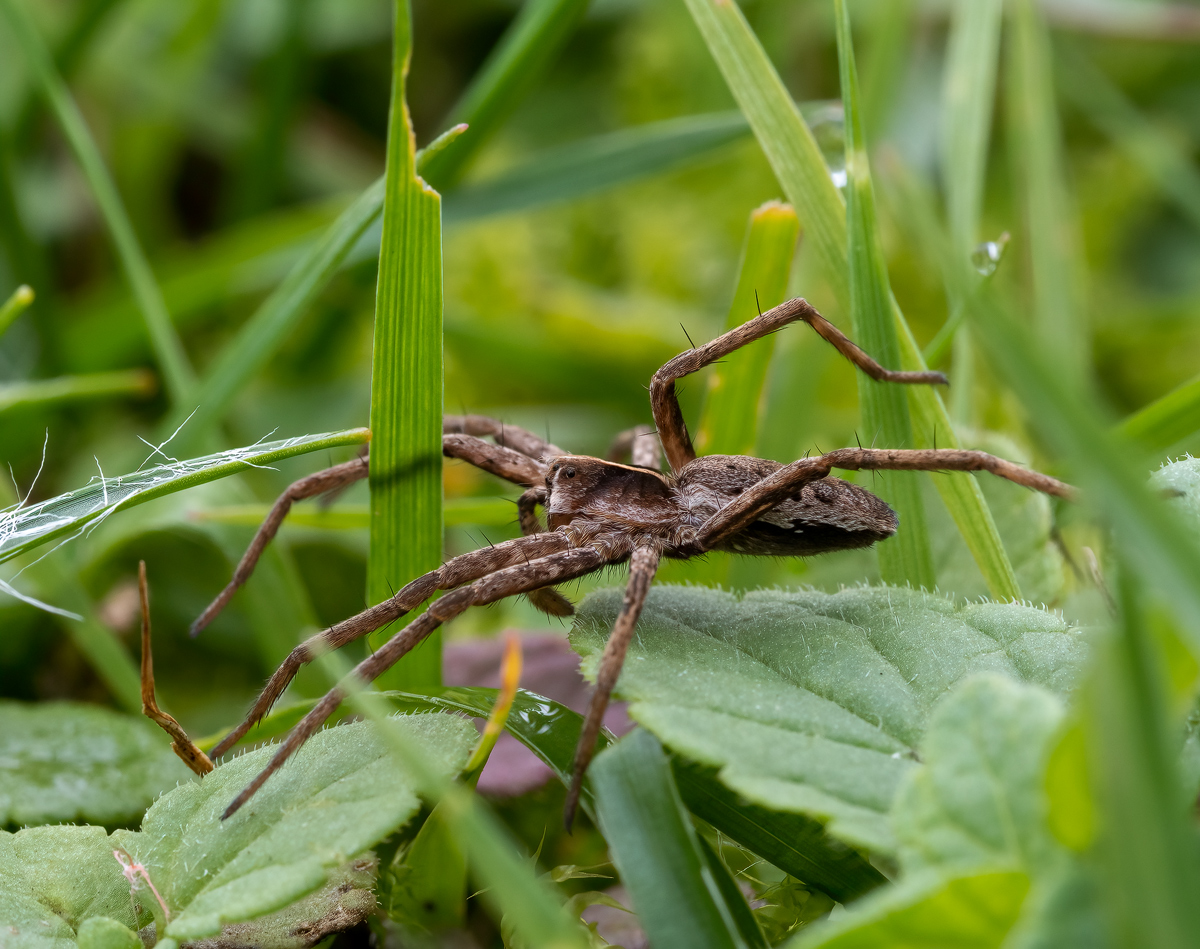 PA230034-Listspinne-verkl.jpg
