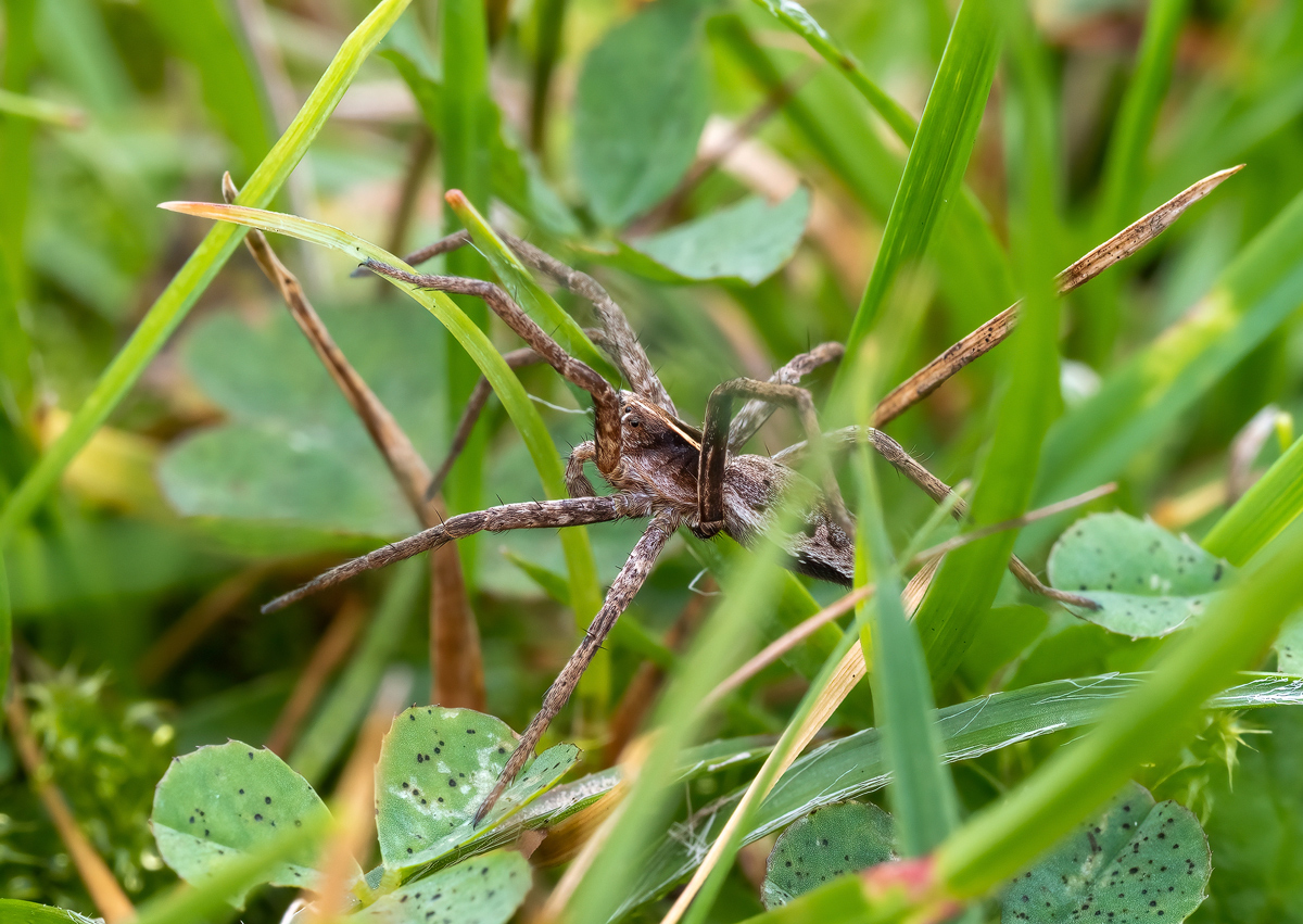 PA230009-Listspinne-verkl.jpg