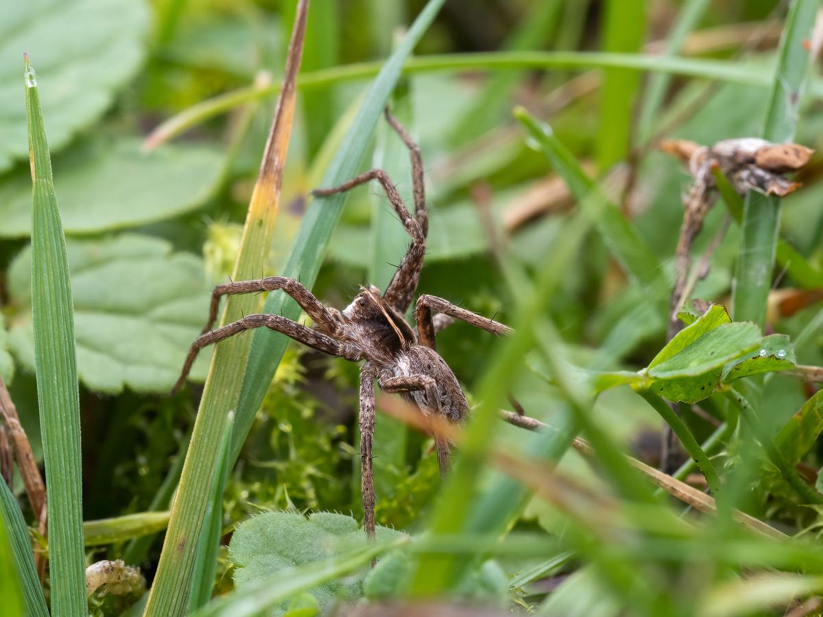 PA230019-Listspinne-verkl.jpg