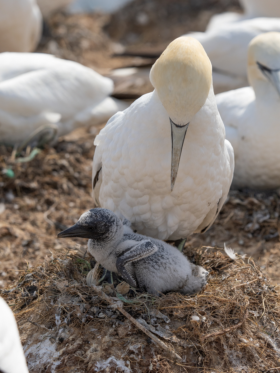 Basstölpel-Nest-1.jpg