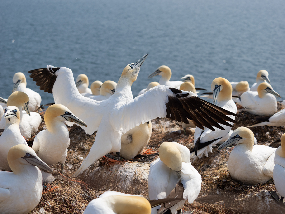 Basstölpel-Nest-2.jpg