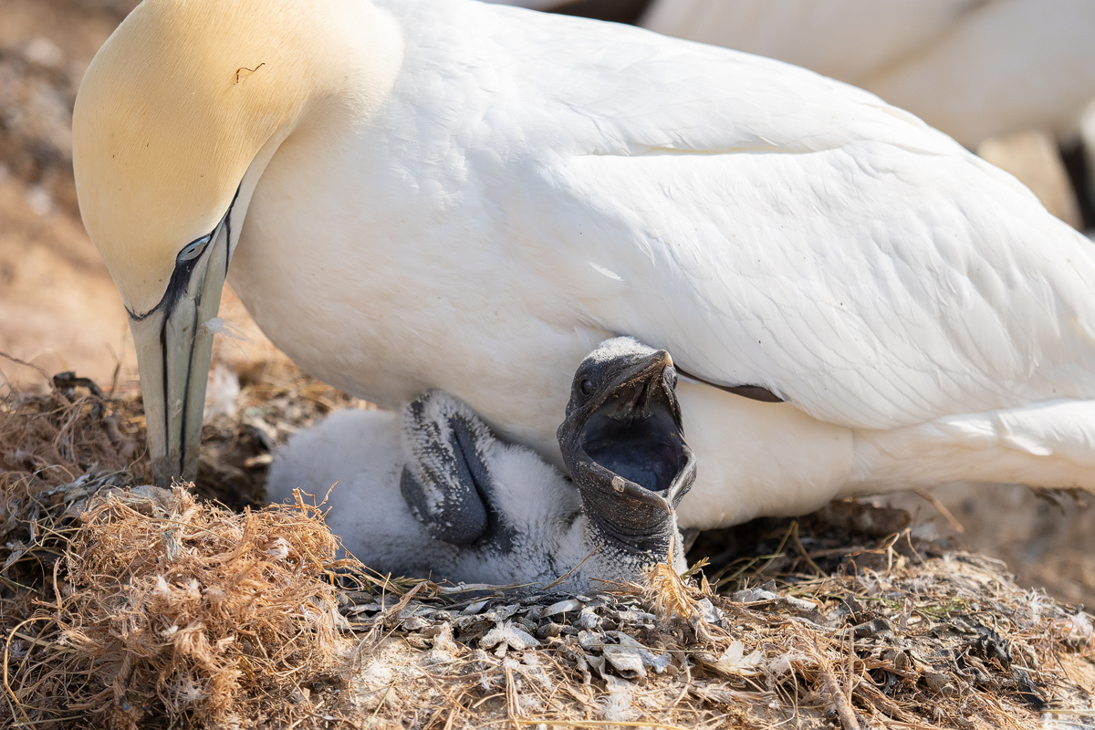 Basstölpel-Nest-3.jpg
