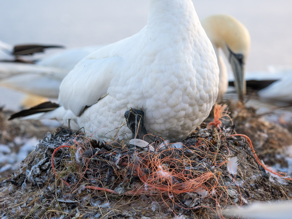 Basstölpel-Nest-5.jpg