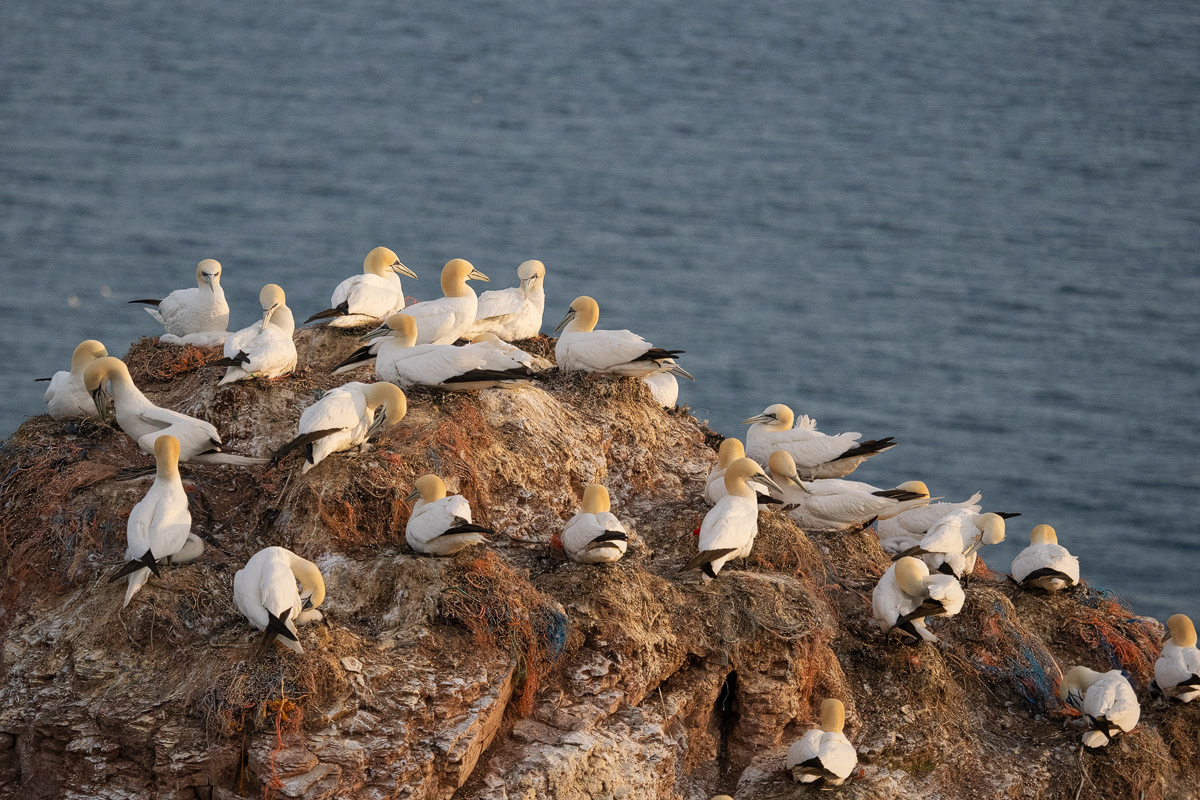 Basstölpel-Nest-7.jpg