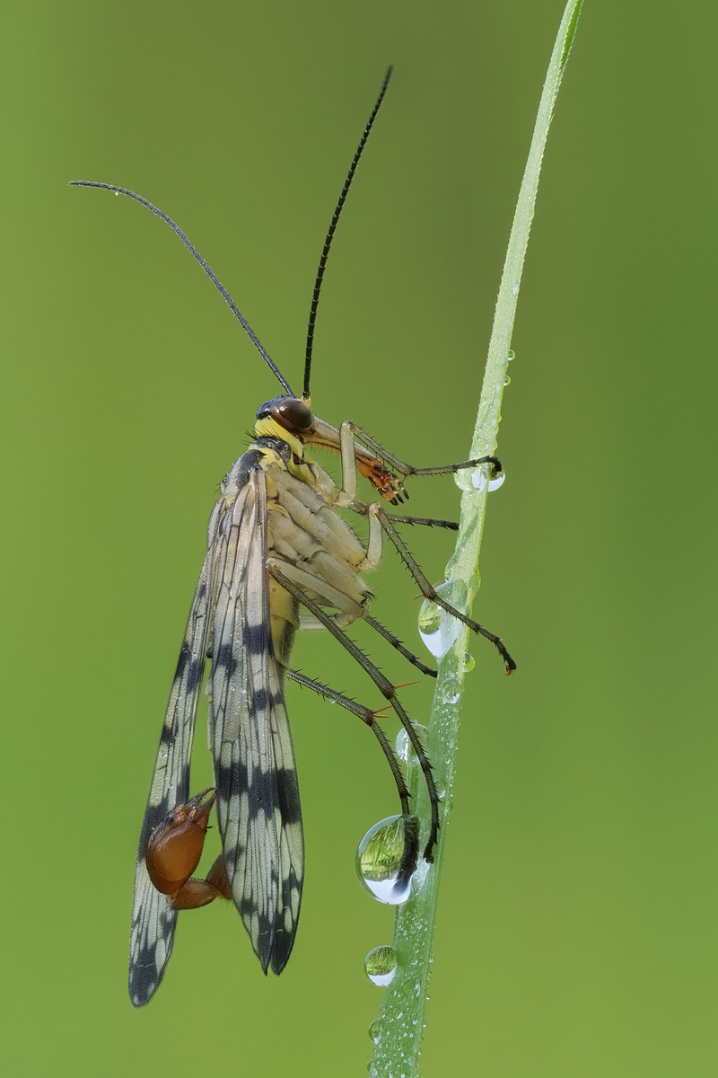 skofli-stack-221955-222011.jpg