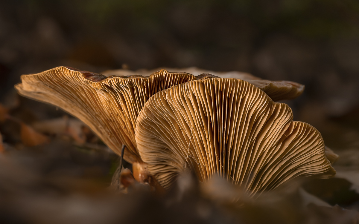Pilz 3 2022.jpg
