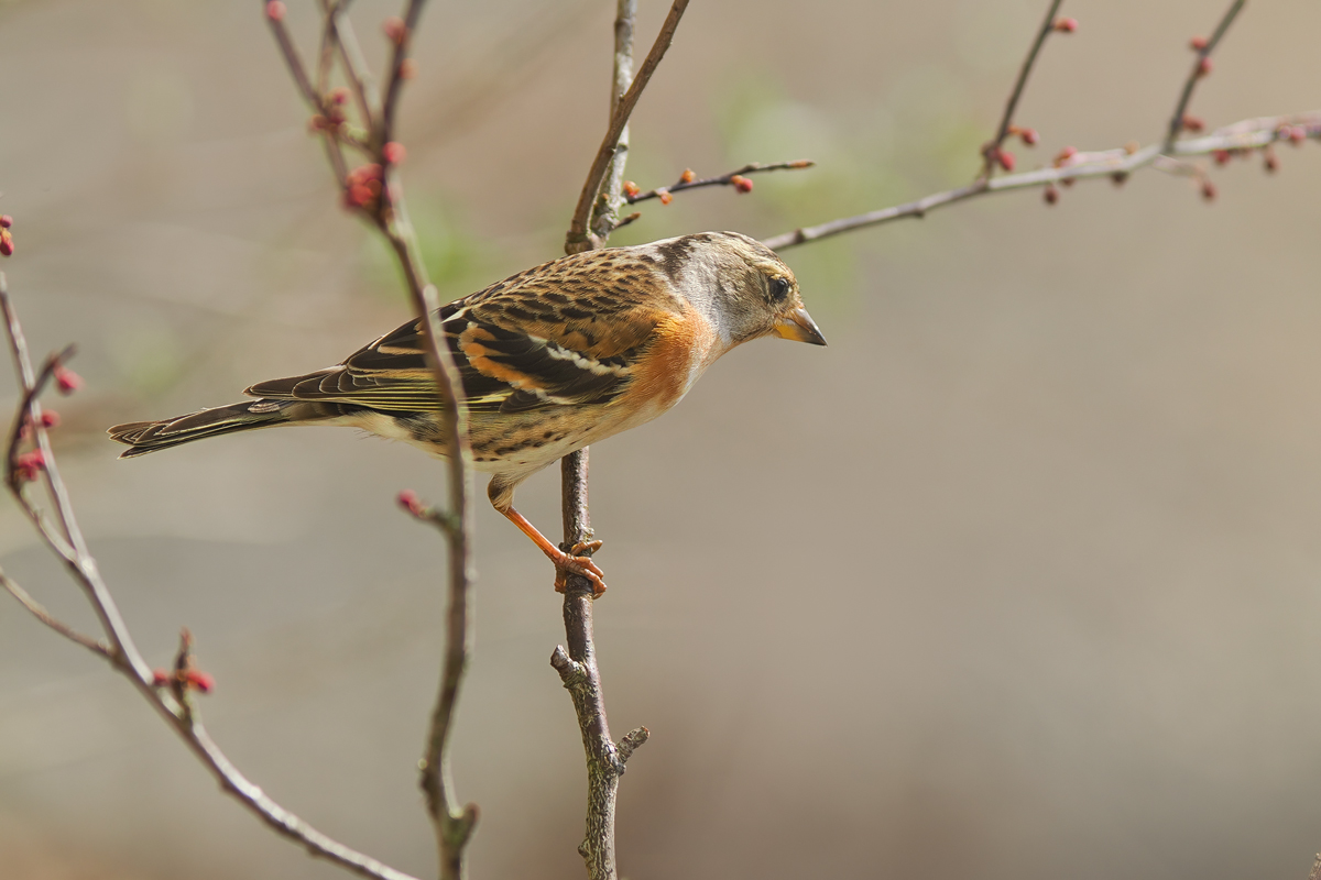 Fringilla-montifringilla-OM013403---Kopie.jpg