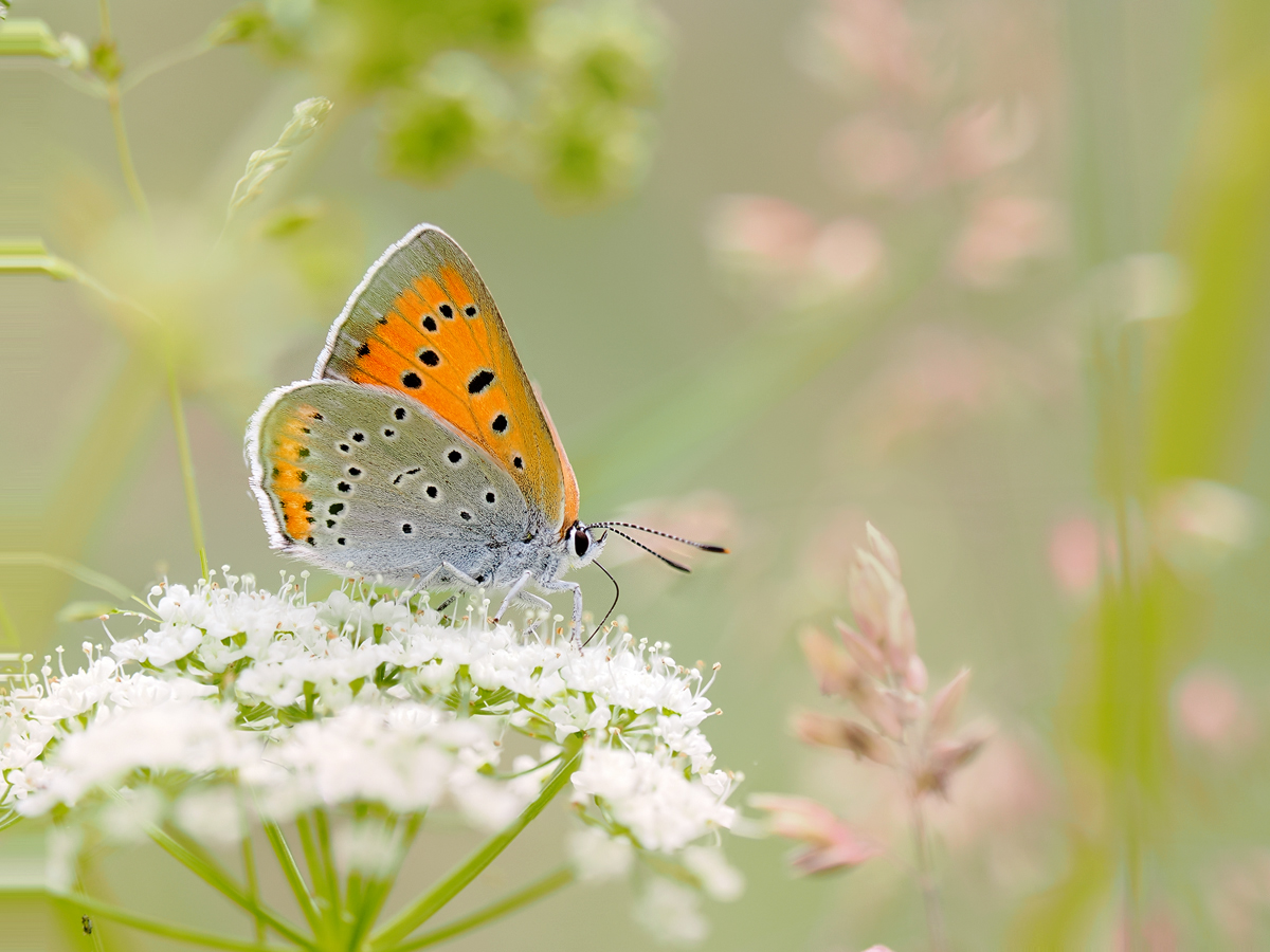 Lycaena-dispar-zom019087_11---Kopie.jpg