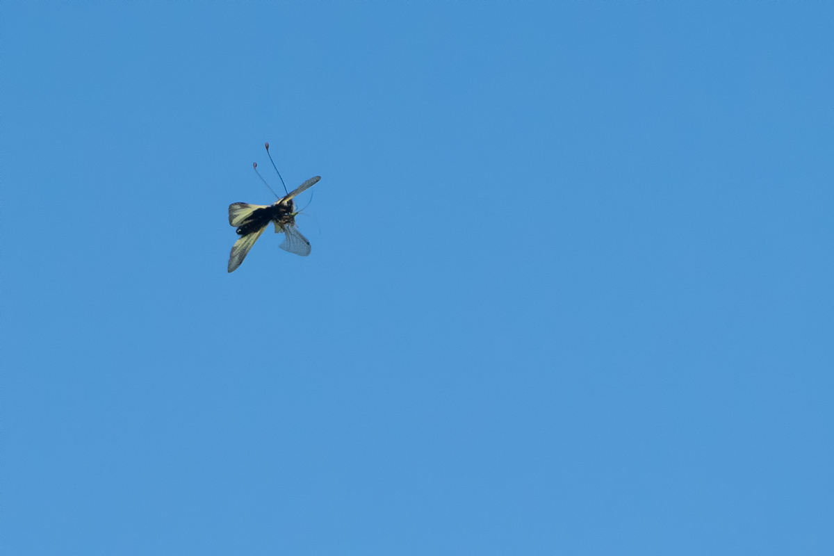 DSC09975.2 (neue Groesse).jpg