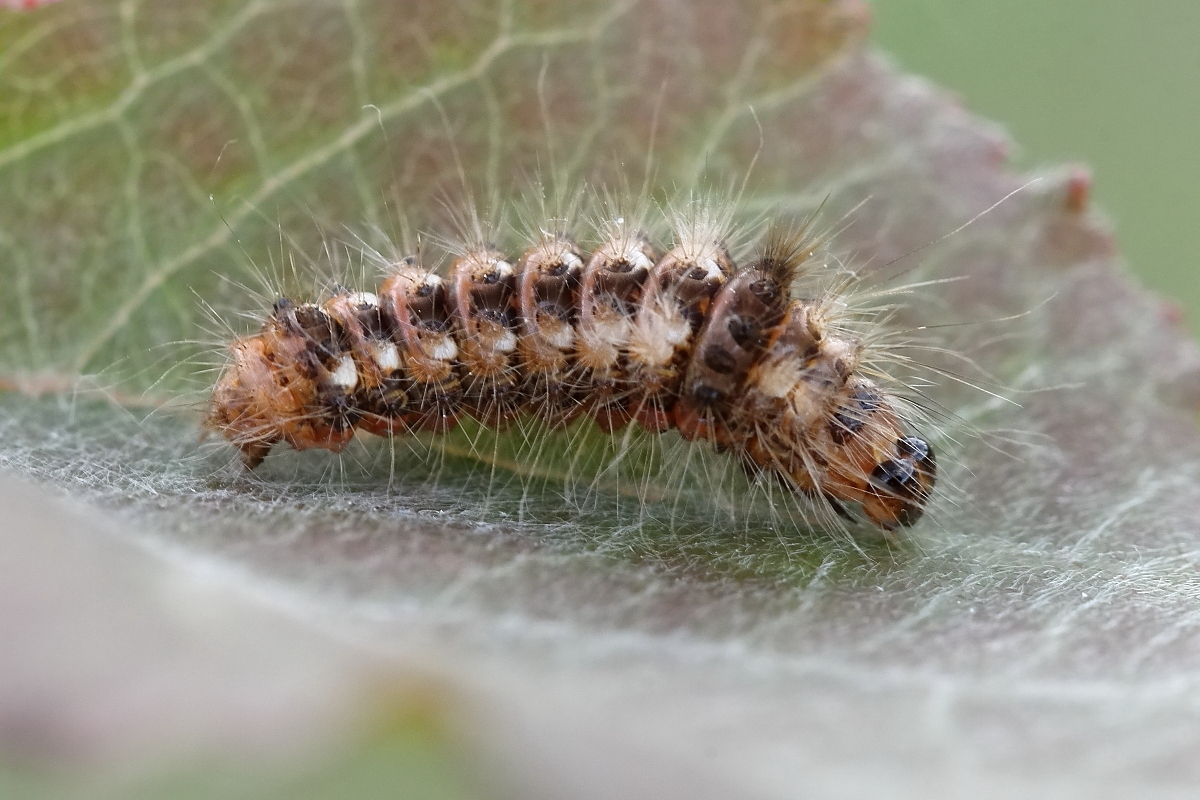IMG_4925_8prs_acronicta_rumicis.JPG