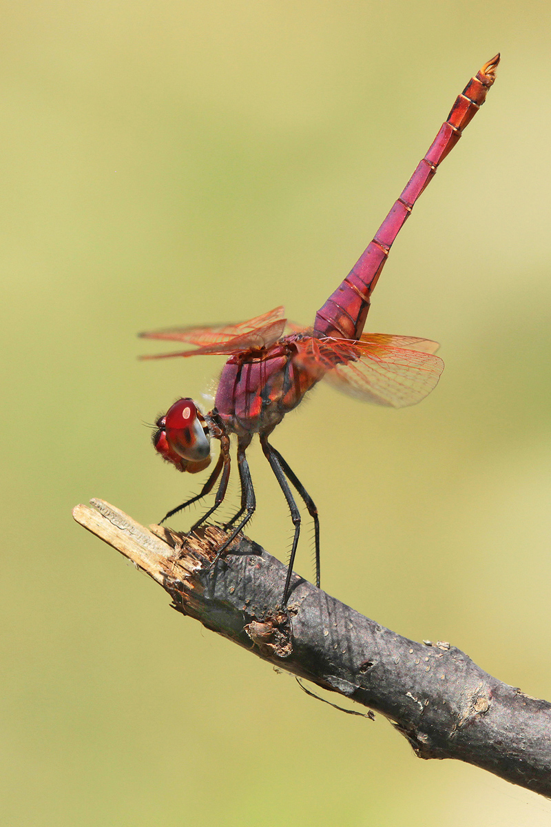 Trithemis annulata_m_Obelisk_IMG_0004_1200a.jpg