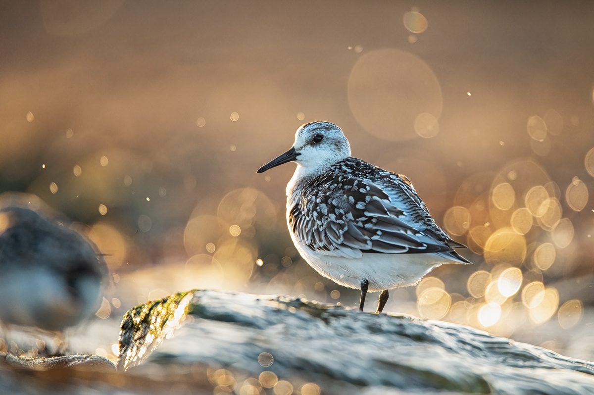 Z62_2600-Sanderling Rerik Kopie.jpg