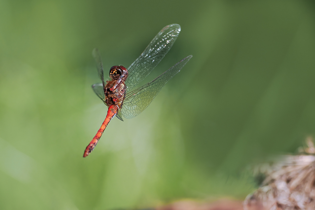 Sympetrum-striolatum-OM001386---Kopie.jpg