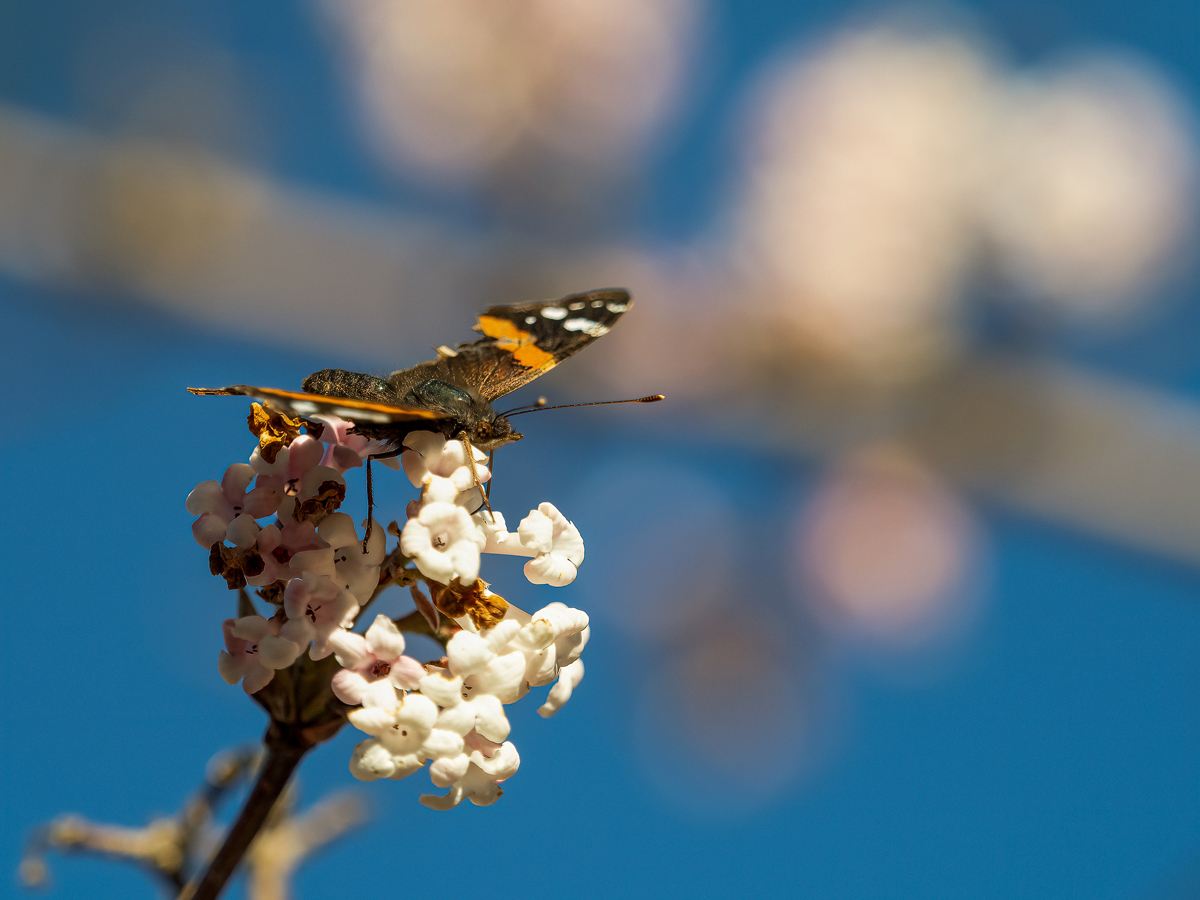 PB130184-Admiral-verkl.jpg