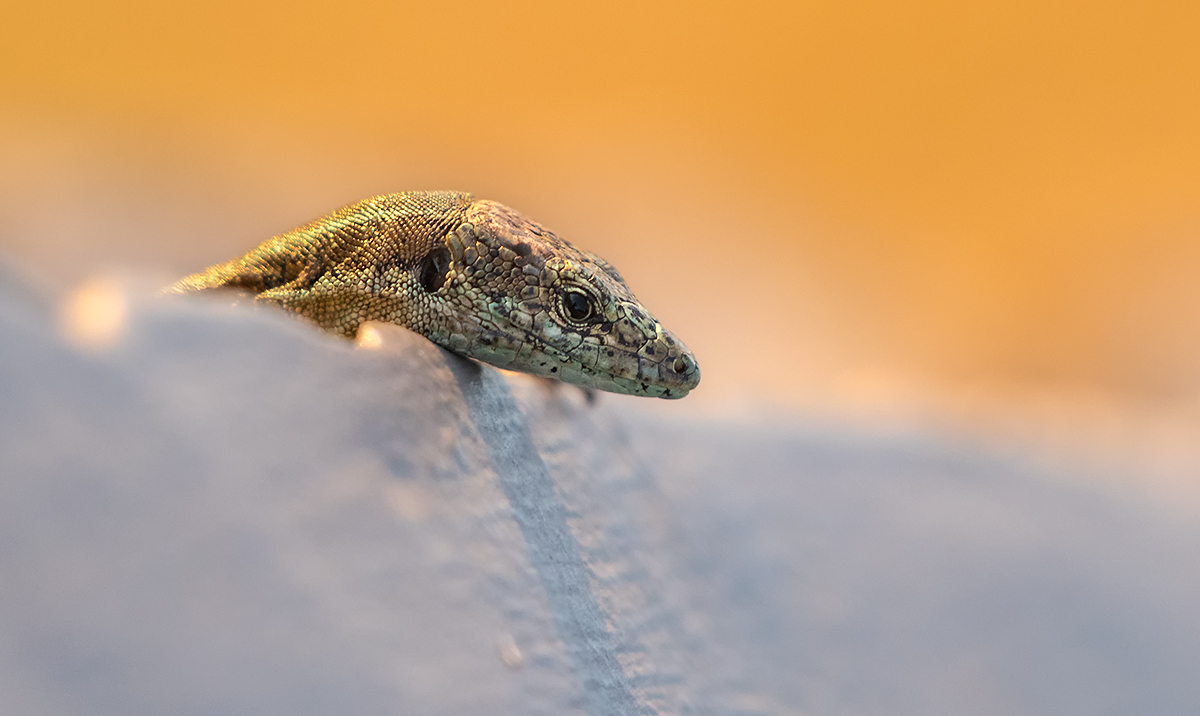 DSC02307.c.kl Kop.jpg