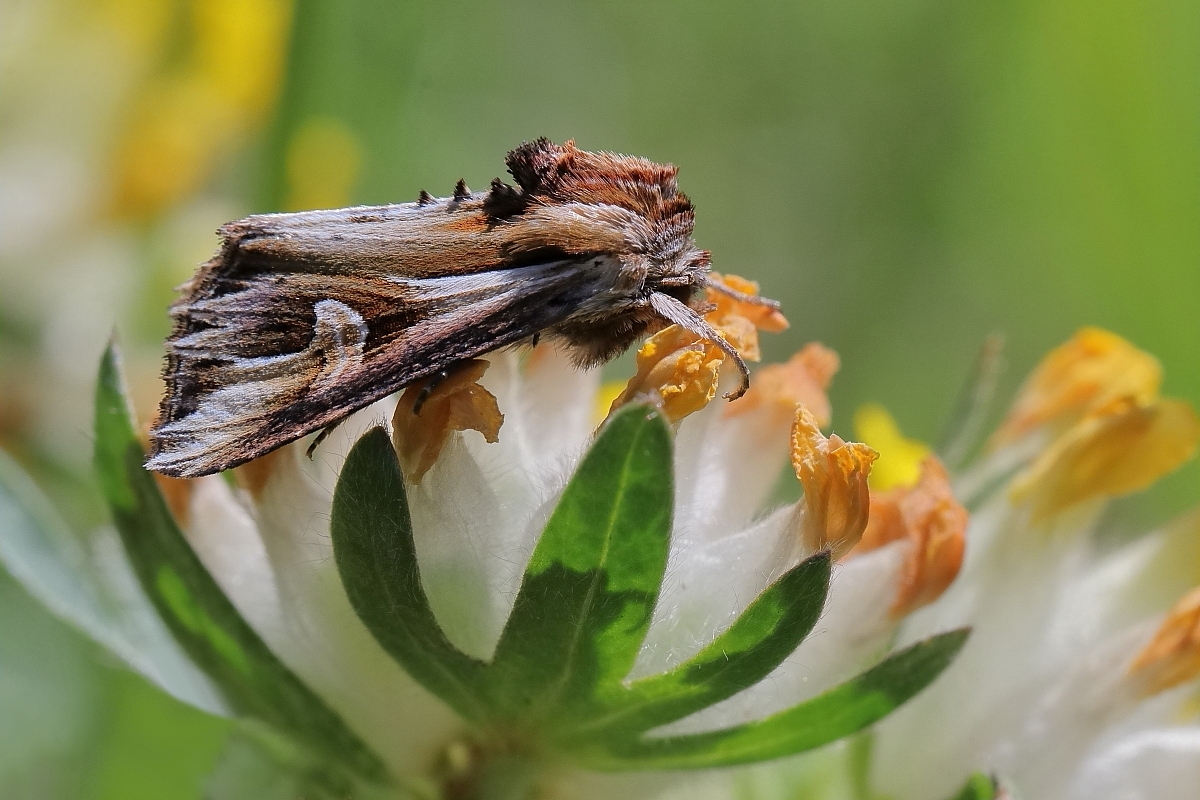 IMG_2645_rs2_actinotia_polyodon.JPG