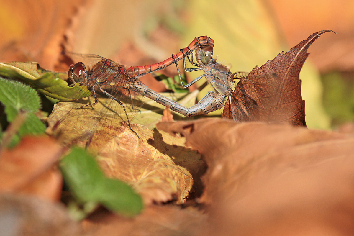 Sympetrum striolatum_paar_IMG_0982_1200a1.jpg