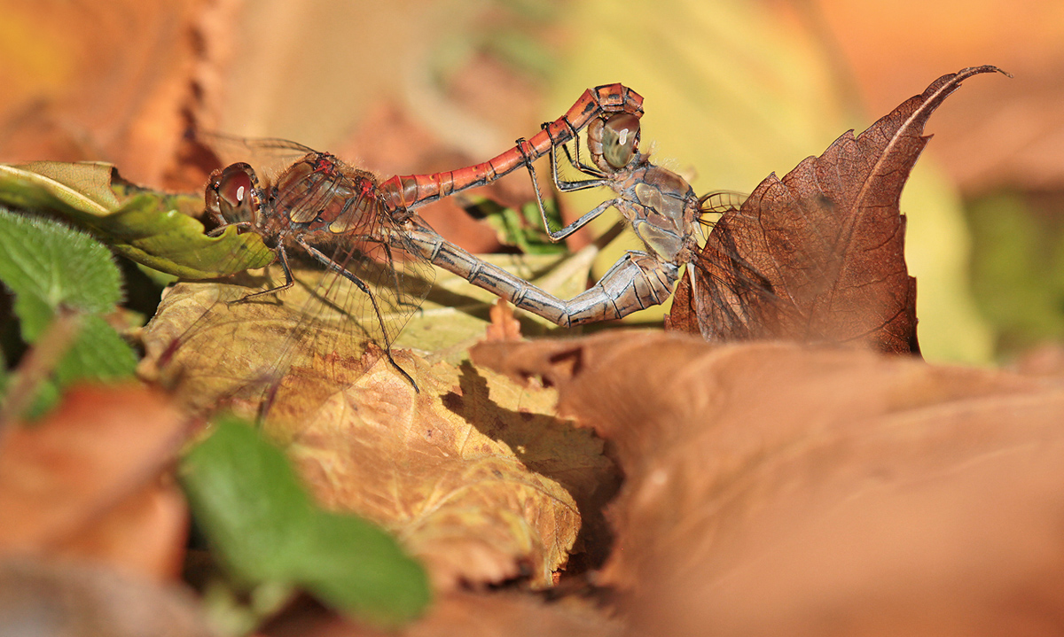 Sympetrum striolatum_paar_IMG_0982_1200a2.jpg