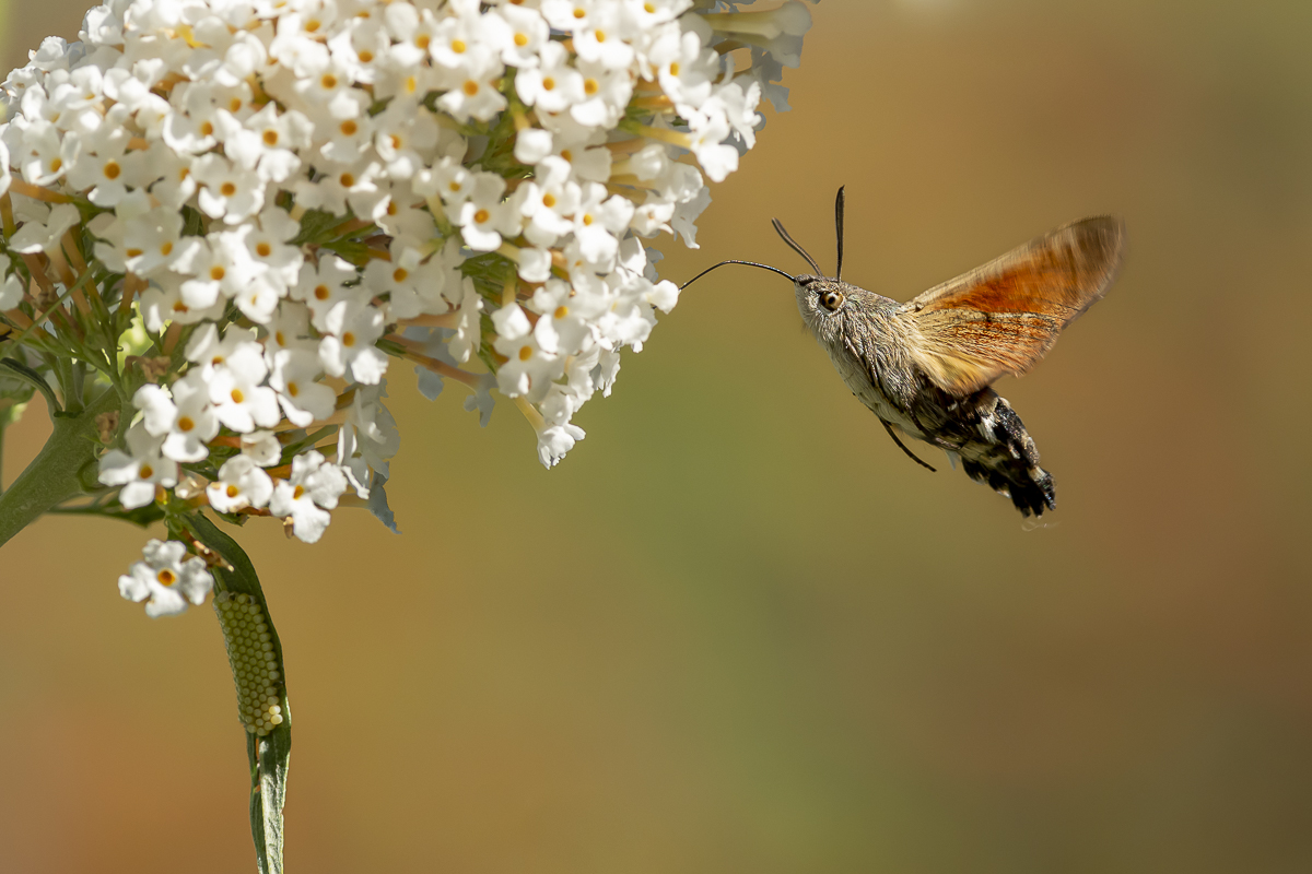 Taubenschwänzchen 65 2022.jpg