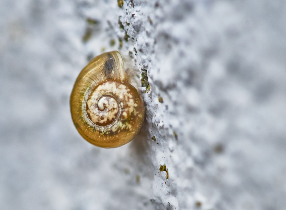 Garten Bänderschnecke.jpg